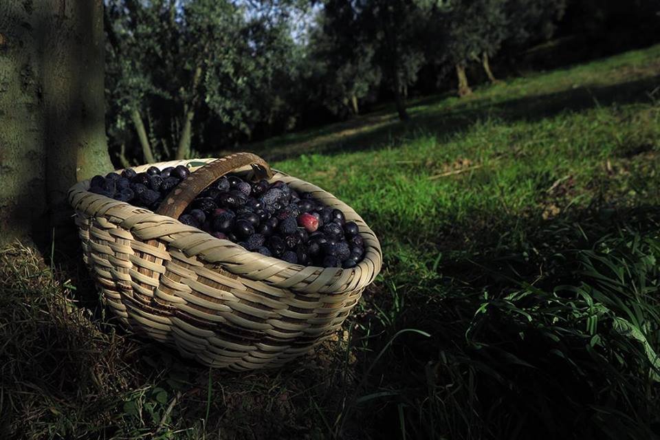 Zeytin Hakkında Herşey