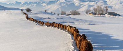 Bingöl'de Kış Foto Safari